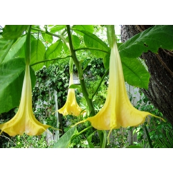 Brugmansia candida 'yellow'